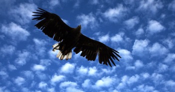 Blue Eagle