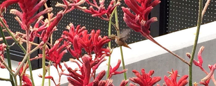 hummingbird