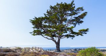 JOSEPH CAMPBELL GETS A TREE IN CARMEL-BY-THE-SEA
