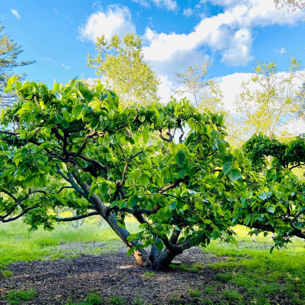 The Grieving Tree Project - June 6–13th